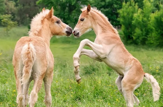une photo de deux poulains...